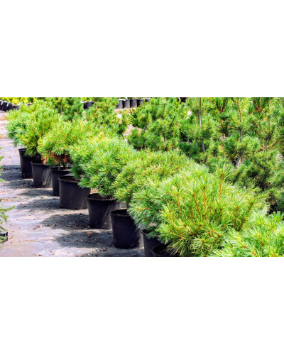 Сосна веймутова Блю Шаг / Сосна Блю Шаг | Pinus strobus Blue Shag | Сосна веймутова Блю Шаг / Сосна Блю Шаг