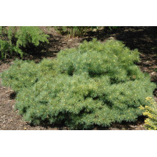 Сосна веймутова Блю Шаг / Сосна Блю Шаг | Pinus strobus Blue Shag | Сосна веймутова Блю Шаг / Сосна Блю Шаг