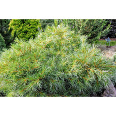 Сосна веймутова Блю Шаг / Сосна Блю Шаг | Pinus strobus Blue Shag | Сосна веймутова Блю Шаг / Сосна Блю Шаг