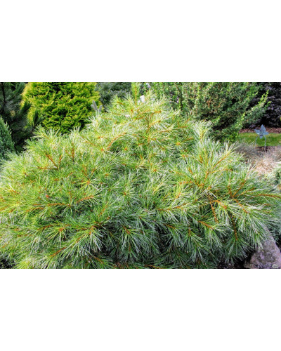 Сосна веймутова Блю Шаг / Сосна Блю Шаг | Pinus strobus Blue Shag | Сосна веймутова Блю Шаг / Сосна Блю Шаг