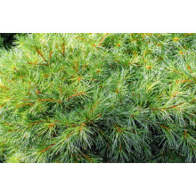 Сосна веймутова Блю Шаг / Сосна Блю Шаг | Pinus strobus Blue Shag | Сосна веймутова Блю Шаг / Сосна Блю Шаг