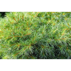 Сосна веймутова Блю Шаг / Сосна Блю Шаг | Pinus strobus Blue Shag | Сосна веймутова Блю Шаг / Сосна Блю Шаг