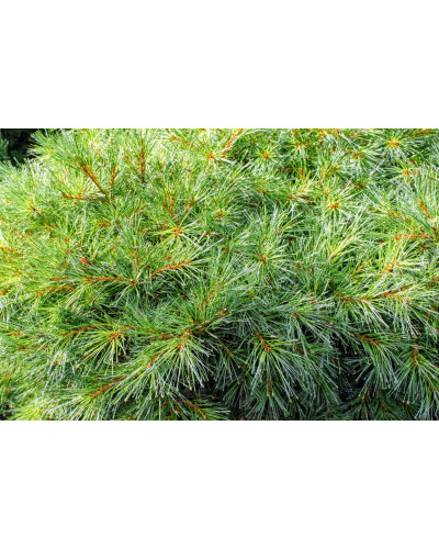 Сосна веймутова Блю Шаг / Сосна Блю Шаг | Pinus strobus Blue Shag | Сосна веймутова Блю Шаг / Сосна Блю Шаг