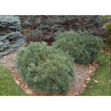 Сосна веймутова Блю Шаг / Сосна Блю Шаг | Pinus strobus Blue Shag | Сосна веймутова Блю Шаг / Сосна Блю Шаг