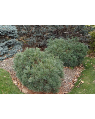 Сосна веймутова Блю Шаг / Сосна Блю Шаг | Pinus strobus Blue Shag | Сосна веймутова Блю Шаг / Сосна Блю Шаг