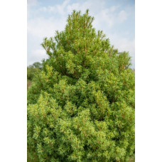 Сосна веймутова Тіні Курлс / Сосна Тіні Курлс | Pinus strobus Tiny Kurls | Сосна веймутова Тини Курлс / Сосна Тини Курлс