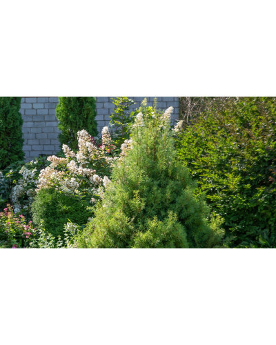 Сосна веймутова Тіні Курлс / Сосна Тіні Курлс | Pinus strobus Tiny Kurls | Сосна веймутова Тини Курлс / Сосна Тини Курлс
