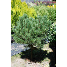 Сосна гiрська Карстенс Вiнтерголд на штамбі | Pinus mugo Carstens Wintergold on shtambe | Сосна горная Карстенс Винтерголд на штамбе