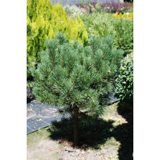 Сосна гiрська Карстенс Вiнтерголд на штамбі | Pinus mugo Carstens Wintergold on shtambe | Сосна горная Карстенс Винтерголд на штамбе