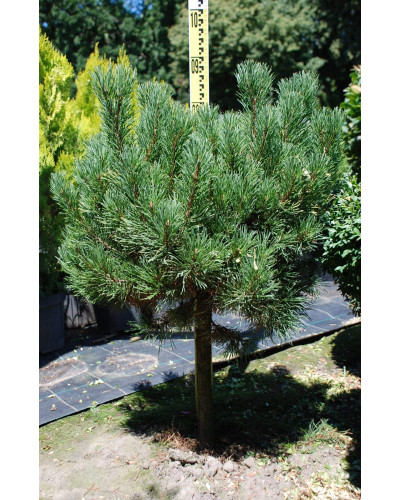 Сосна гiрська Карстенс Вiнтерголд на штамбі | Pinus mugo Carstens Wintergold on shtambe | Сосна горная Карстенс Винтерголд на штамбе