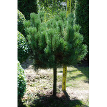 Сосна гiрська Карстенс Вiнтерголд на штамбі | Pinus mugo Carstens Wintergold on shtambe | Сосна горная Карстенс Винтерголд на штамбе