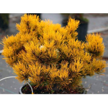 Сосна гiрська Карстенс Вiнтерголд на штамбі | Pinus mugo Carstens Wintergold on shtambe | Сосна горная Карстенс Винтерголд на штамбе