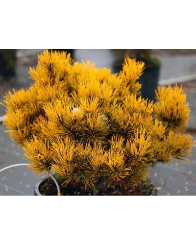 Сосна гiрська Карстенс Вiнтерголд на штамбі | Pinus mugo Carstens Wintergold on shtambe | Сосна горная Карстенс Винтерголд на штамбе