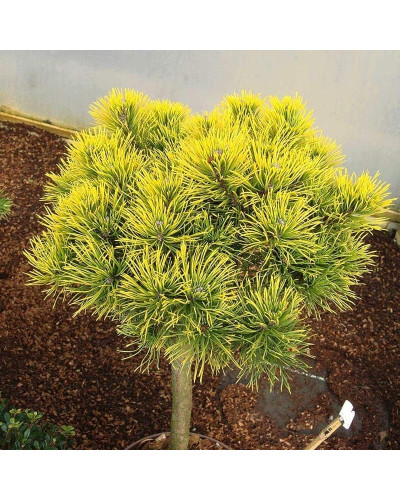 Сосна гiрська Карстенс Вiнтерголд на штамбі | Pinus mugo Carstens Wintergold on shtambe | Сосна горная Карстенс Винтерголд на штамбе