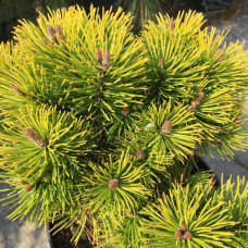 Сосна гiрська Карстенс Вiнтерголд на штамбі | Pinus mugo Carstens Wintergold on shtambe | Сосна горная Карстенс Винтерголд на штамбе