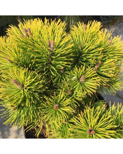 Сосна гiрська Карстенс Вiнтерголд на штамбі | Pinus mugo Carstens Wintergold on shtambe | Сосна горная Карстенс Винтерголд на штамбе