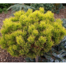 Сосна гiрська Карстенс Вiнтерголд на штамбі | Pinus mugo Carstens Wintergold on shtambe | Сосна горная Карстенс Винтерголд на штамбе
