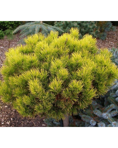 Сосна гiрська Карстенс Вiнтерголд на штамбі | Pinus mugo Carstens Wintergold on shtambe | Сосна горная Карстенс Винтерголд на штамбе