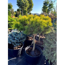 Сосна гiрська Карстенс Вiнтерголд на штамбі | Pinus mugo Carstens Wintergold on shtambe | Сосна горная Карстенс Винтерголд на штамбе