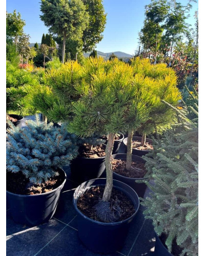 Сосна гiрська Карстенс Вiнтерголд на штамбі | Pinus mugo Carstens Wintergold on shtambe | Сосна горная Карстенс Винтерголд на штамбе