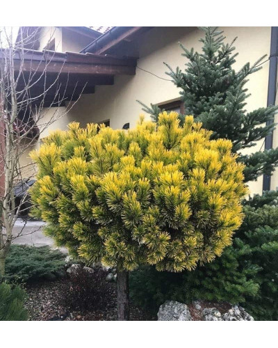 Сосна гiрська Карстенс Вiнтерголд на штамбі | Pinus mugo Carstens Wintergold on shtambe | Сосна горная Карстенс Винтерголд на штамбе