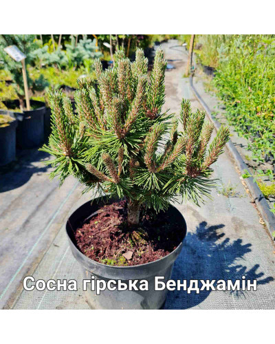 Сосна гірська Бенджамін | Сосна горная Бенжамин | Pinus mugo Benjamin