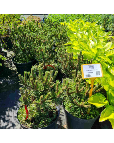 Сосна гірська Бенджамін | Сосна горная Бенжамин | Pinus mugo Benjamin