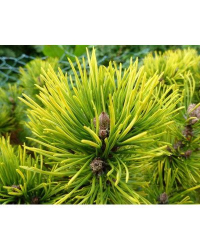 Сосна гірська Офір на штамбі | Сосна горная Офир на штамбе | Pinus mugo Ophir on shtamb
