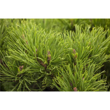 Сосна гірська Офір на штамбі | Сосна горная Офир на штамбе | Pinus mugo Ophir on shtamb