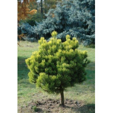 Сосна гірська Офір на штамбі | Сосна горная Офир на штамбе | Pinus mugo Ophir on shtamb