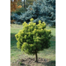 Сосна гірська Офір на штамбі | Сосна горная Офир на штамбе | Pinus mugo Ophir on shtamb