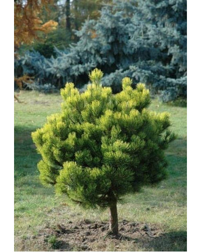 Сосна гірська Офір на штамбі | Сосна горная Офир на штамбе | Pinus mugo Ophir on shtamb