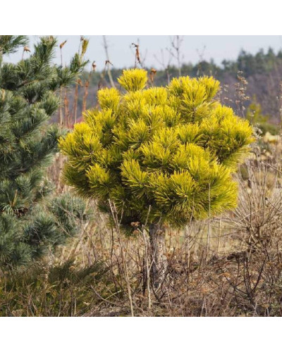 Сосна гірська Офір на штамбі | Сосна горная Офир на штамбе | Pinus mugo Ophir on shtamb