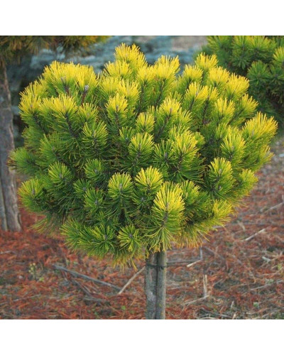 Сосна гірська Офір на штамбі | Сосна горная Офир на штамбе | Pinus mugo Ophir on shtamb