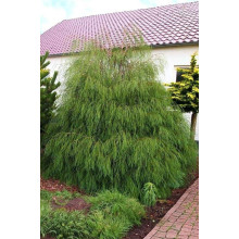 Кипарисовик Лавсона Дропінг Соло | Chamaecyparis lawsoniana Drooping Solo | Кипарисовик Лавсона Дропинг Соло