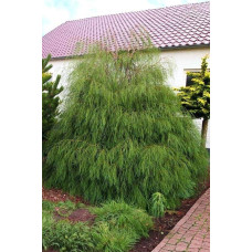 Кипарисовик Лавсона Дропінг Соло | Chamaecyparis lawsoniana Drooping Solo | Кипарисовик Лавсона Дропинг Соло