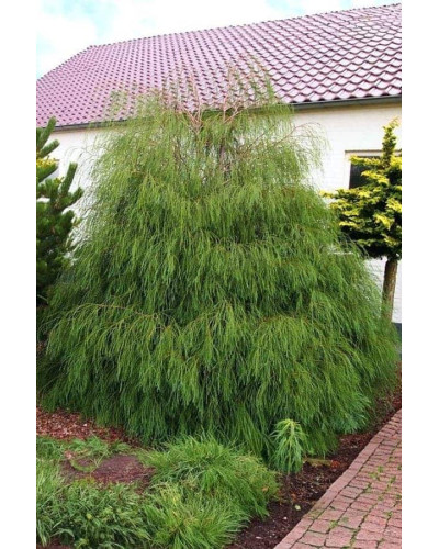Кипарисовик Лавсона Дропінг Соло | Chamaecyparis lawsoniana Drooping Solo | Кипарисовик Лавсона Дропинг Соло