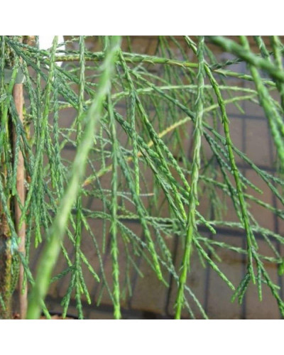 Кипарисовик Лавсона Дропінг Соло | Chamaecyparis lawsoniana Drooping Solo | Кипарисовик Лавсона Дропинг Соло