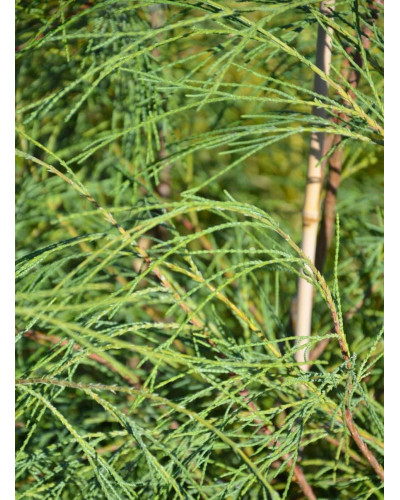 Кипарисовик Лавсона Дропінг Соло | Chamaecyparis lawsoniana Drooping Solo | Кипарисовик Лавсона Дропинг Соло