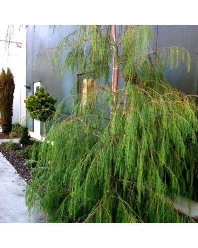 Кипарисовик Лавсона Дропінг Соло | Chamaecyparis lawsoniana Drooping Solo | Кипарисовик Лавсона Дропинг Соло