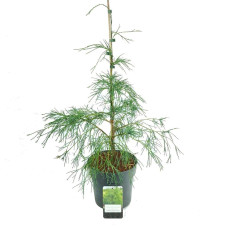 Кипарисовик Лавсона Дропінг Соло | Chamaecyparis lawsoniana Drooping Solo | Кипарисовик Лавсона Дропинг Соло