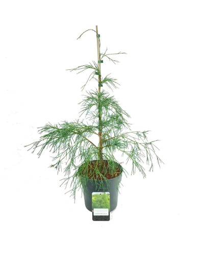 Кипарисовик Лавсона Дропінг Соло | Chamaecyparis lawsoniana Drooping Solo | Кипарисовик Лавсона Дропинг Соло