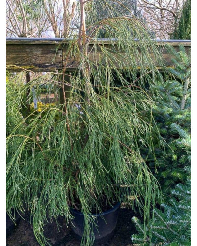 Кипарисовик Лавсона Дропінг Соло | Chamaecyparis lawsoniana Drooping Solo | Кипарисовик Лавсона Дропинг Соло