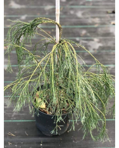 Кипарисовик Лавсона Дропінг Соло | Chamaecyparis lawsoniana Drooping Solo | Кипарисовик Лавсона Дропинг Соло