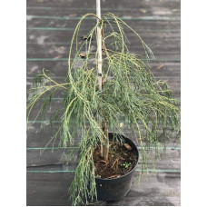 Кипарисовик Лавсона Дропінг Соло | Chamaecyparis lawsoniana Drooping Solo | Кипарисовик Лавсона Дропинг Соло