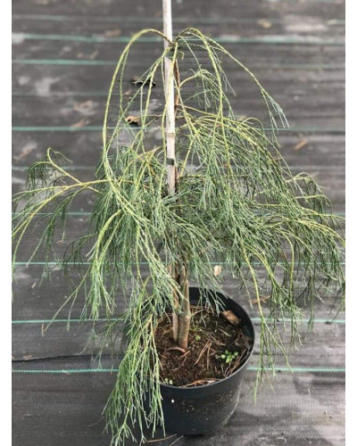 Кипарисовик Лавсона Дропінг Соло | Chamaecyparis lawsoniana Drooping Solo | Кипарисовик Лавсона Дропинг Соло