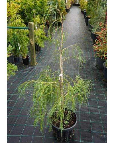 Кипарисовик Лавсона Дропінг Соло | Chamaecyparis lawsoniana Drooping Solo | Кипарисовик Лавсона Дропинг Соло