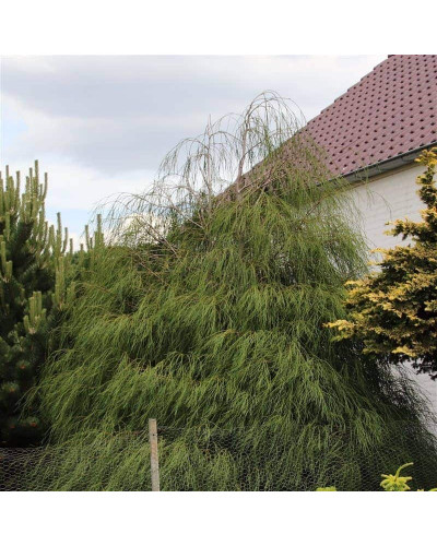 Кипарисовик Лавсона Дропінг Соло | Chamaecyparis lawsoniana Drooping Solo | Кипарисовик Лавсона Дропинг Соло