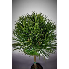 Сосна чорна / австрійська Кабаненсіс Нана на штамбі | Pinus nigra var. austriaca Cebennensis Nana on shtambe | Сосна черная / австрийская Кабаненсис Нана на штамбе