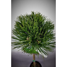 Сосна чорна / австрійська Кабаненсіс Нана на штамбі | Pinus nigra var. austriaca Cebennensis Nana on shtambe | Сосна черная / австрийская Кабаненсис Нана на штамбе